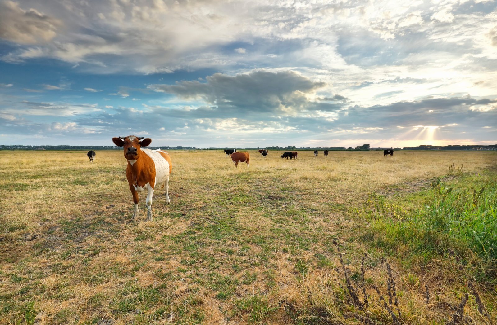 How to Profit from Rural Land: 10 Proven Strategies for Maximum ROI in 2025