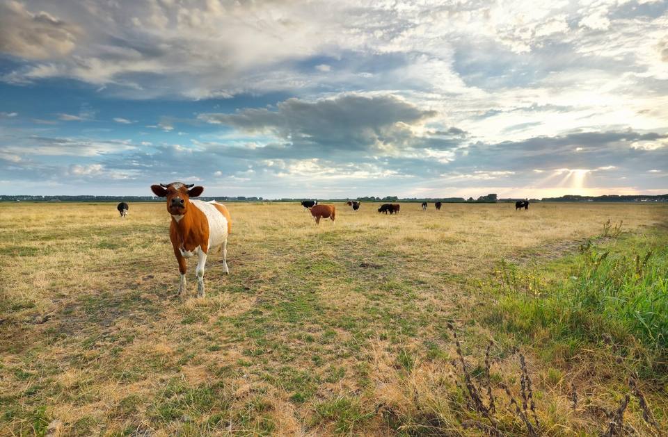 How to Profit from Rural Land: 10 Proven Strategies for Maximum ROI in 2025