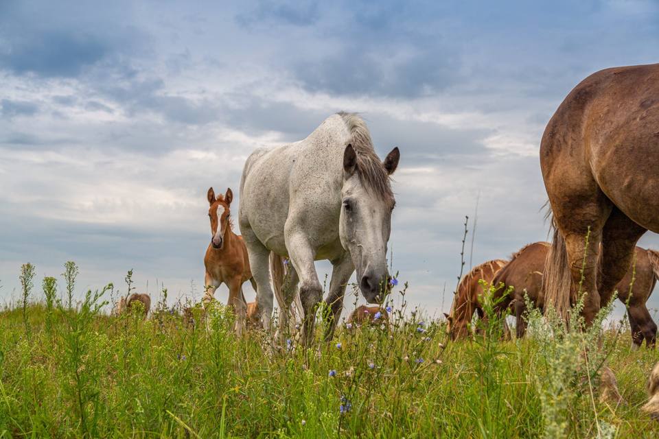 Why Buy a Tract of Land in Texas? 5 Compelling Reasons