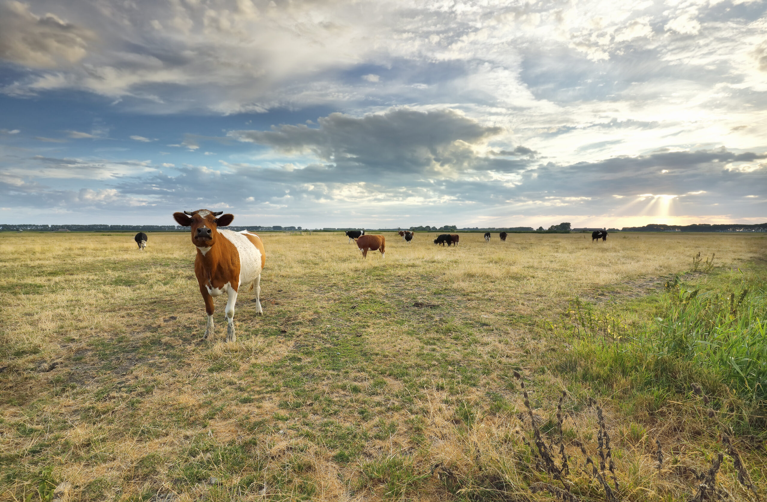 How to Profit from Rural Land: 10 Proven Strategies for Maximum ROI in 2025